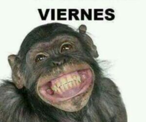 voro