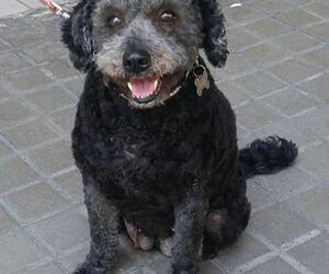 Mireya