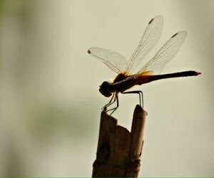 Aherla