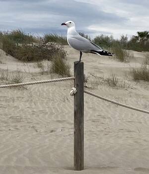 Paco