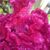 Miry