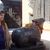 Leticia