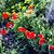 Alicia