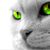 Puto_Gato