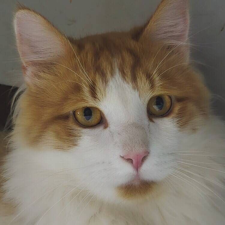 Foto de perfil de Lola