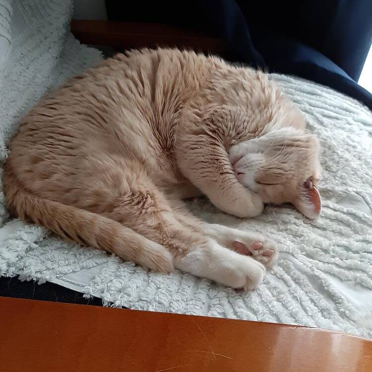 Foto de perfil