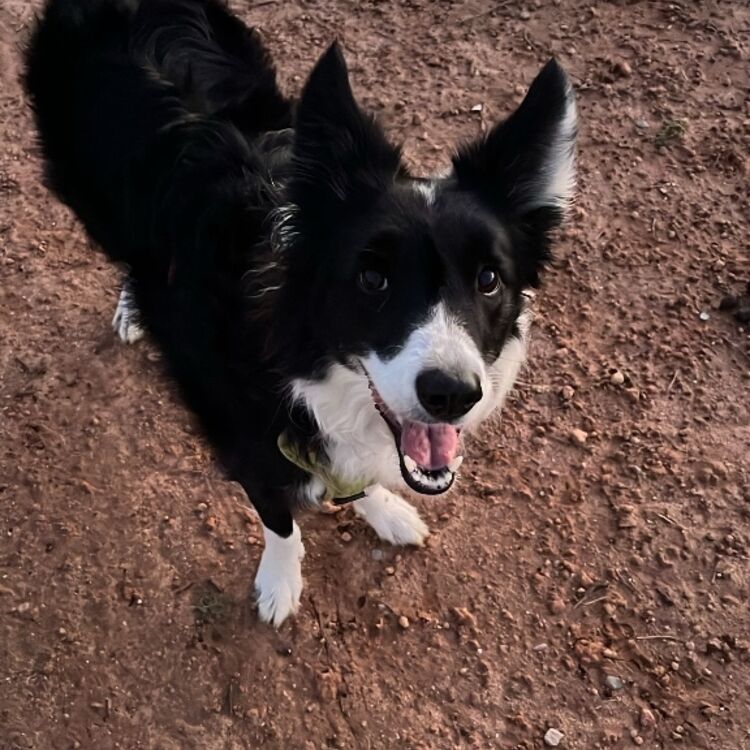 Foto de perfil de Javier