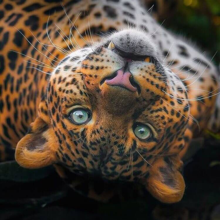 Foto de perfil de Olana