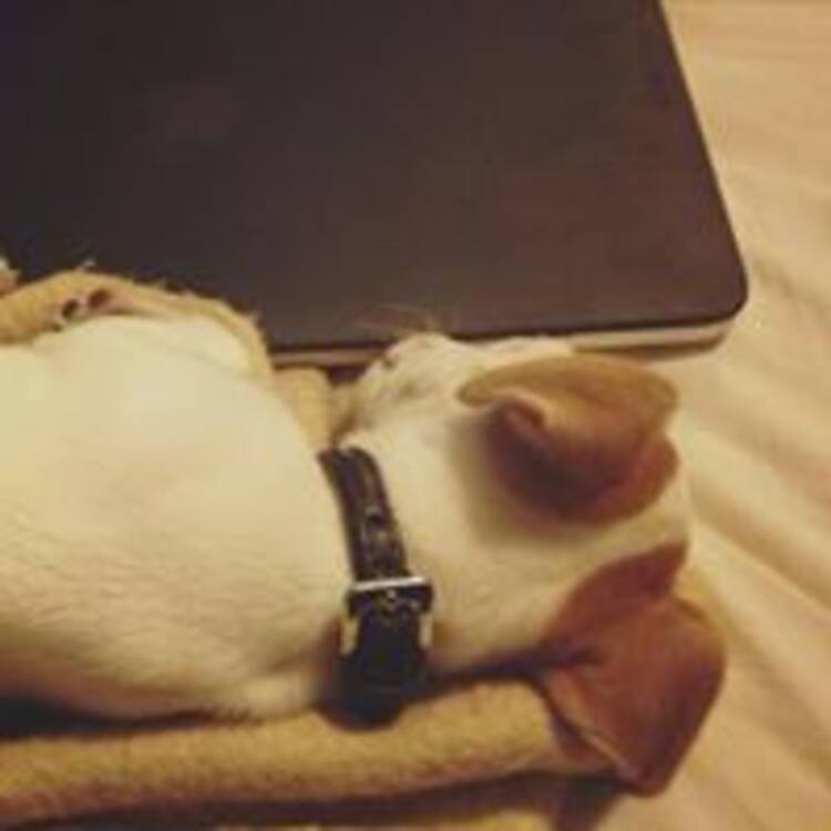 Foto de perfil