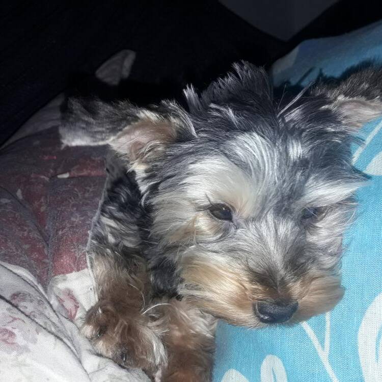 Foto de perfil