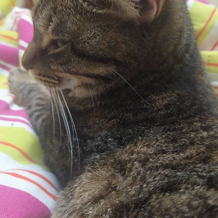 Foto de perfil