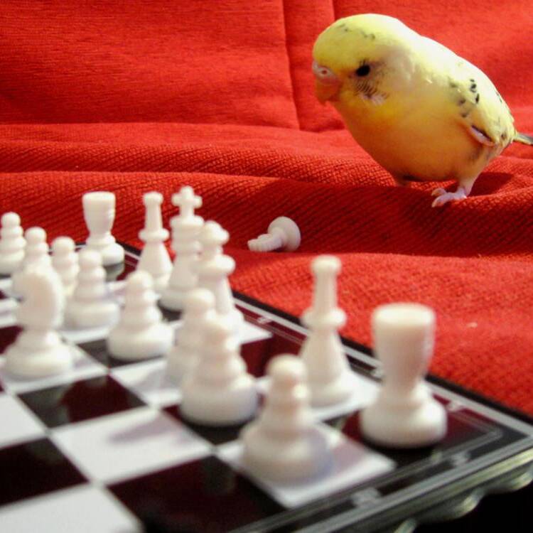Foto de perfil