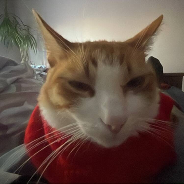 Foto de perfil