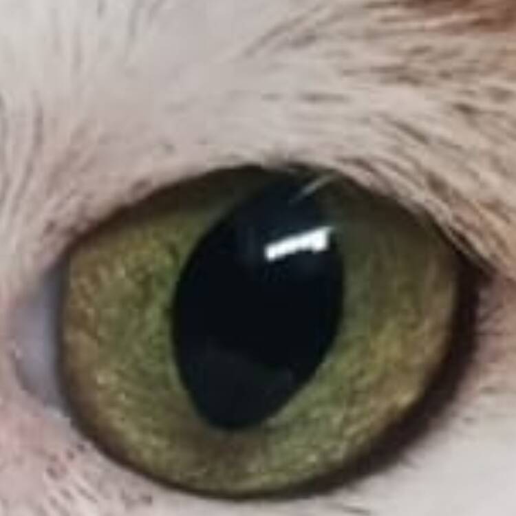 Foto de perfil de Jóse