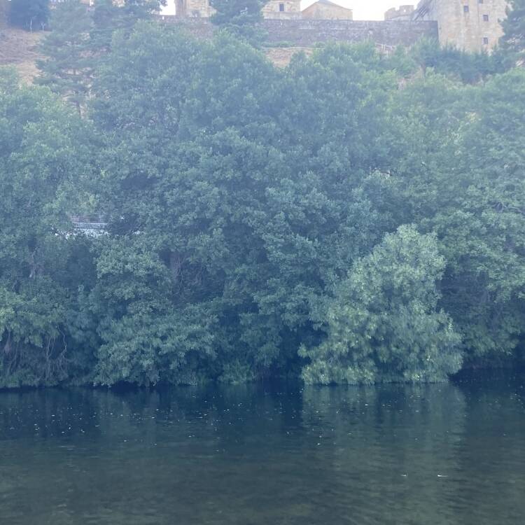 Foto de perfil de Mabaaniso