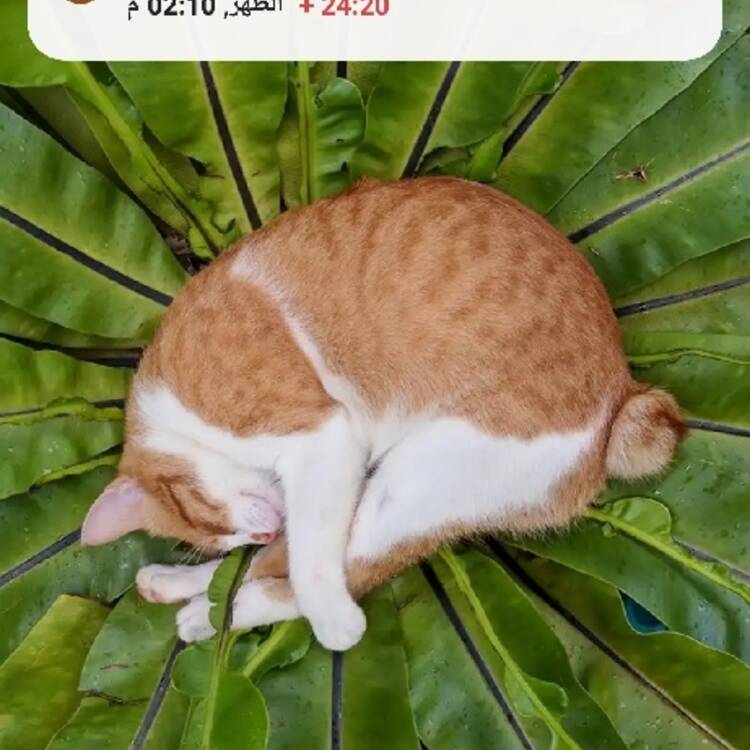 Foto de perfil de Alí