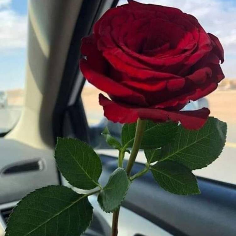 Foto de perfil de Viviana