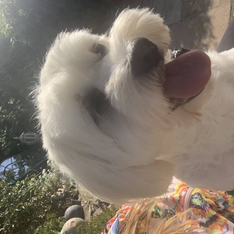 Foto de perfil
