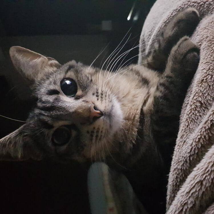 Foto de perfil