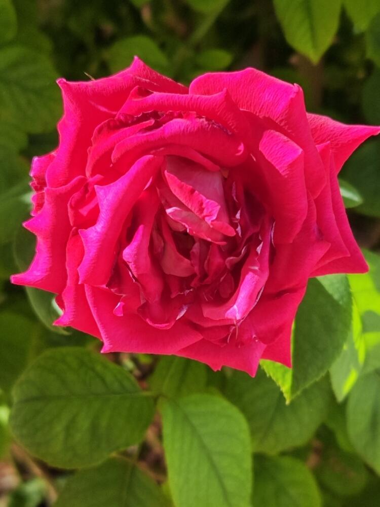 Foto de perfil de Carmen