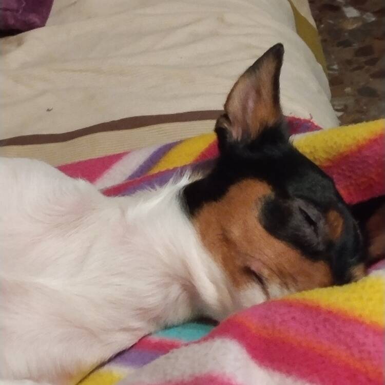 Foto de perfil de Amparo