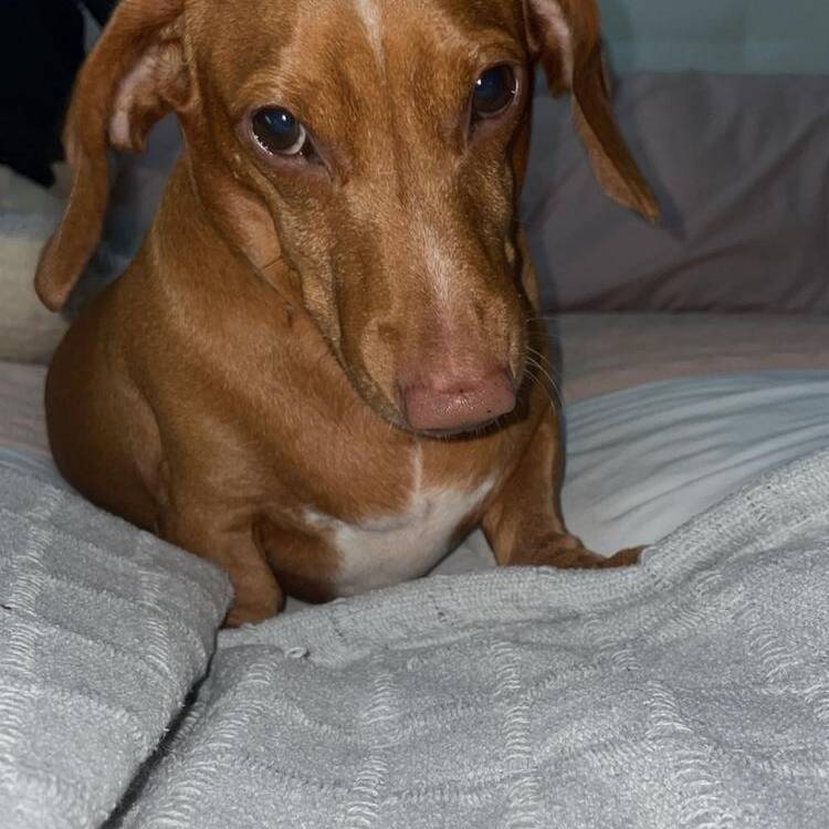 Foto de perfil de Sarah