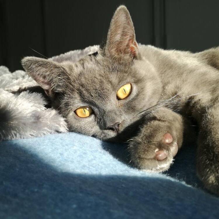 Foto de perfil