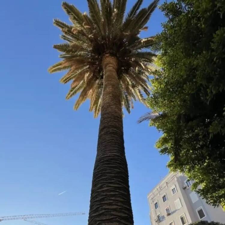 Foto de perfil de Toni