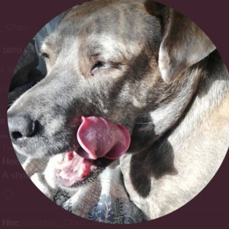Foto de perfil