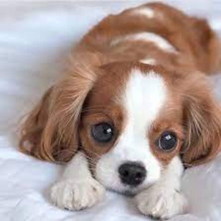 Foto de perfil de Susana