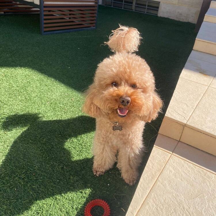 Foto de perfil de Pedro