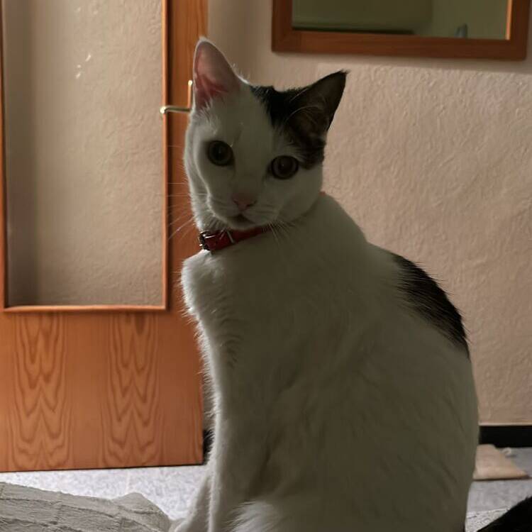 Foto de perfil