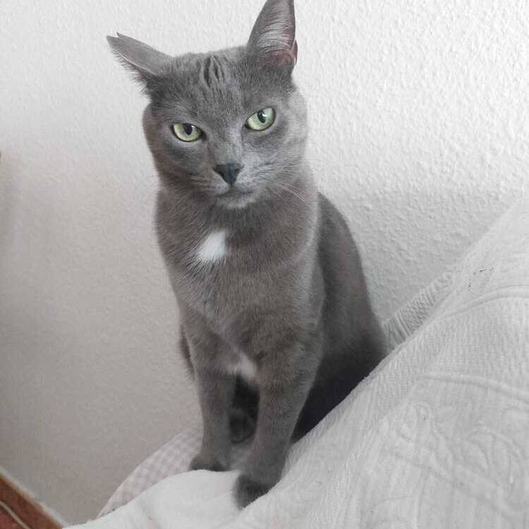 Foto de perfil