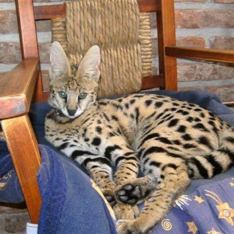 Foto de perfil