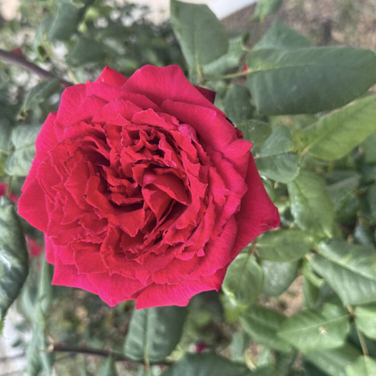 Foto de perfil de Pilar