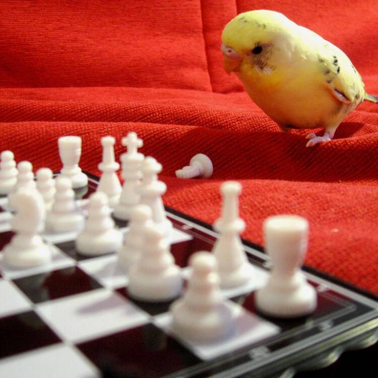 Foto de perfil