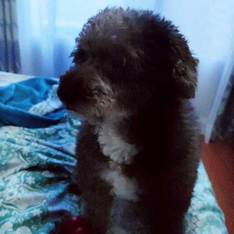 Foto de perfil de desdentao