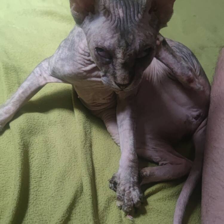 Foto de perfil de Mikel