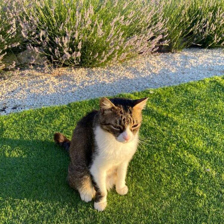 Foto de perfil de Cleo