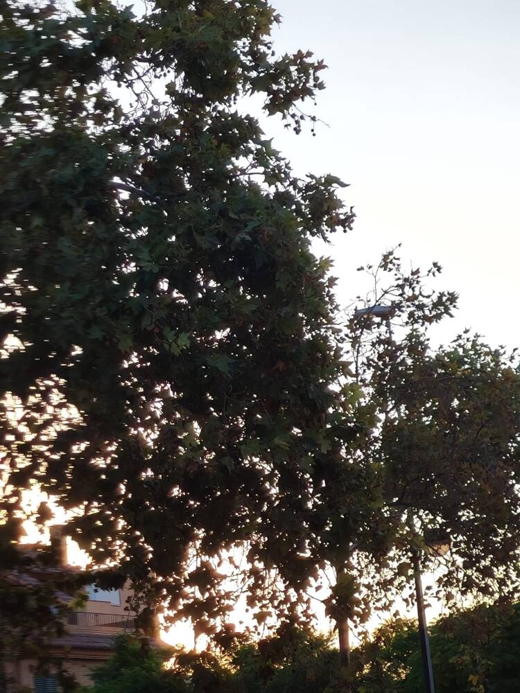 Foto de perfil de Alma