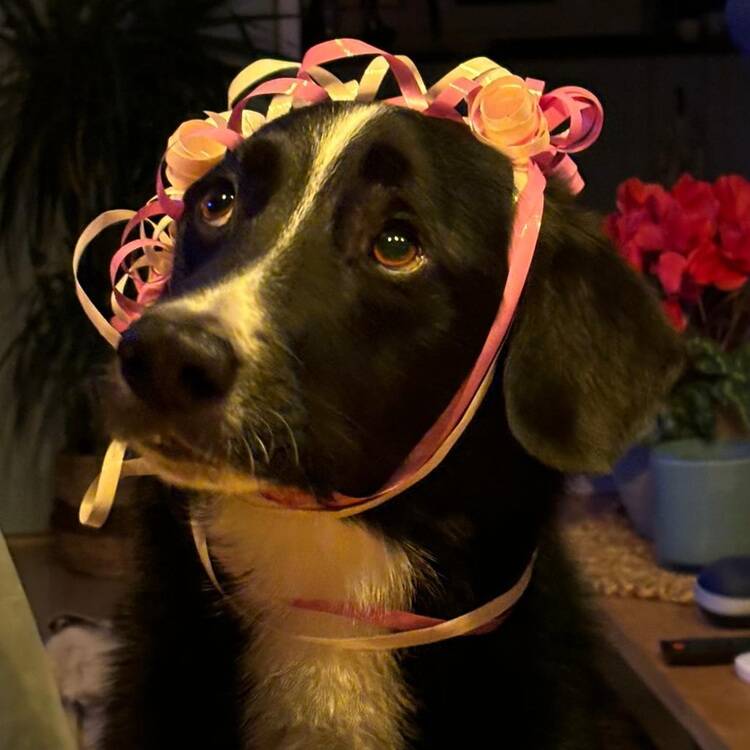 Foto de perfil de AnneFrance