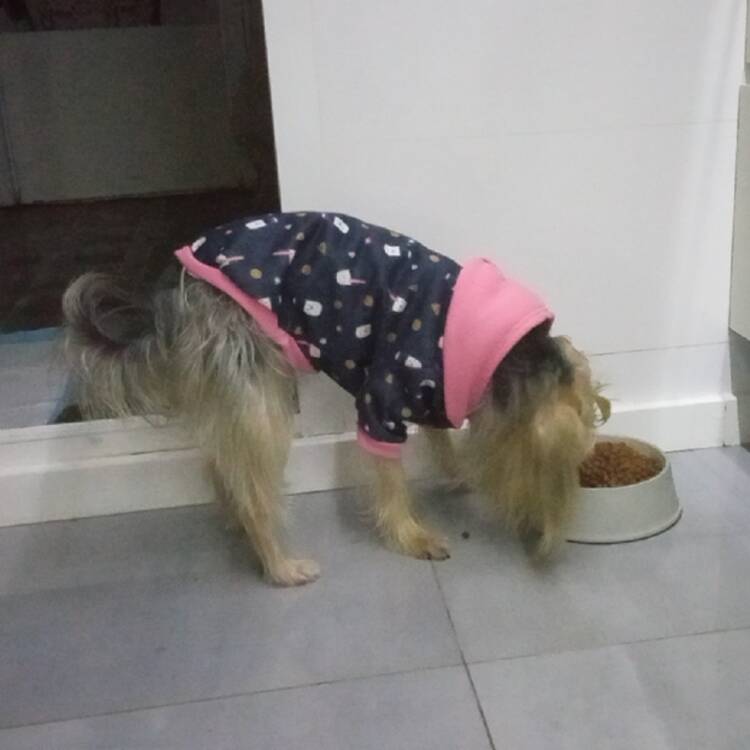 Foto de perfil de Panto