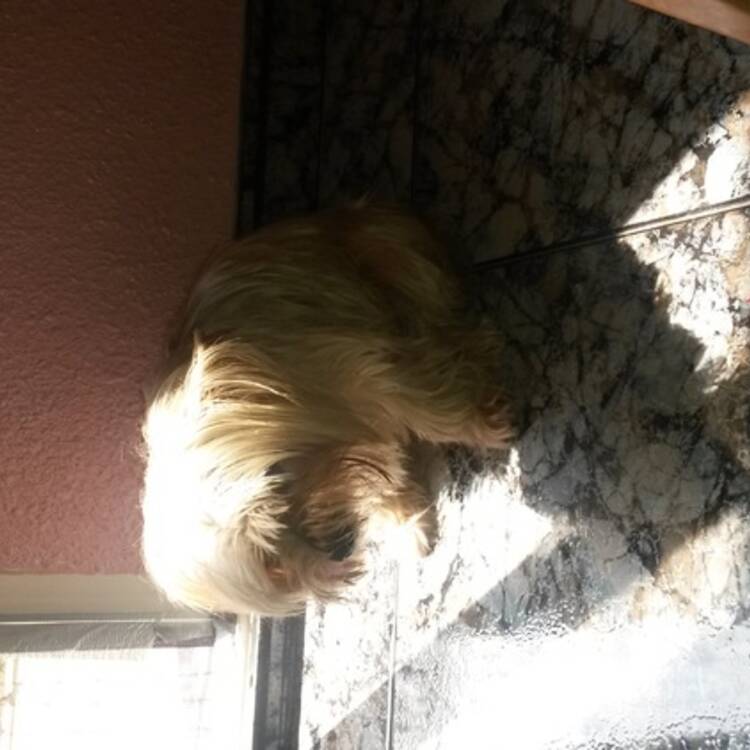 Foto de perfil de Nica
