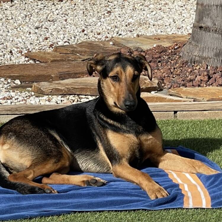 Foto de perfil de Shiva