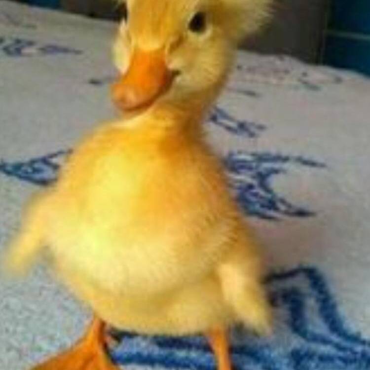 Foto de perfil