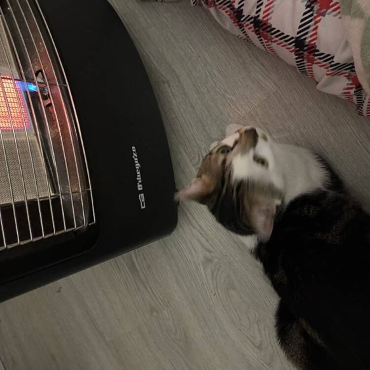 Foto de perfil