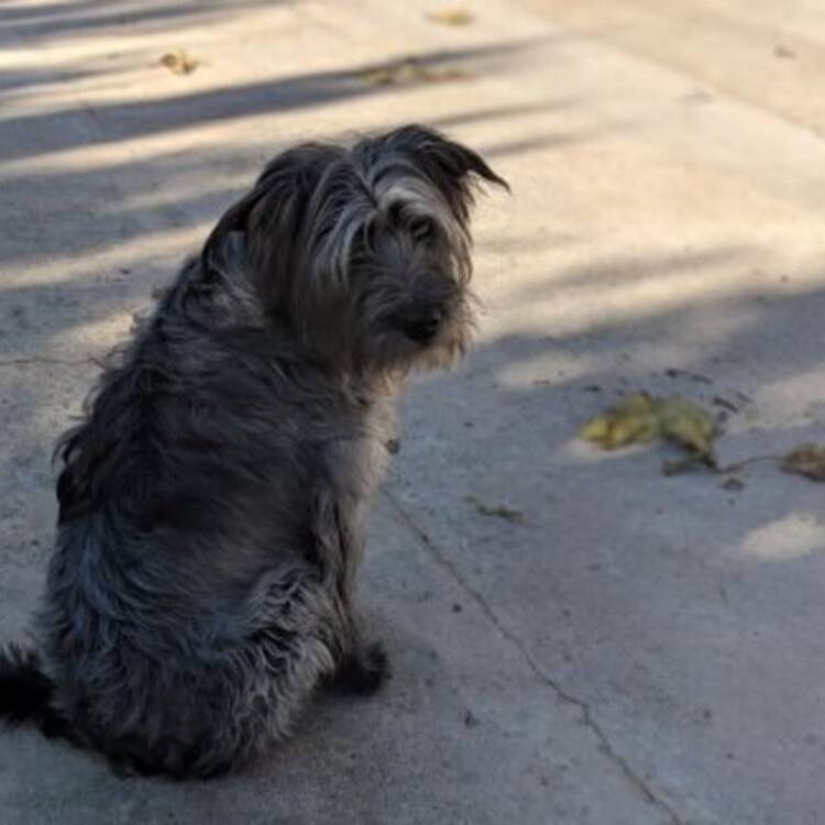 Foto de perfil de Xelo