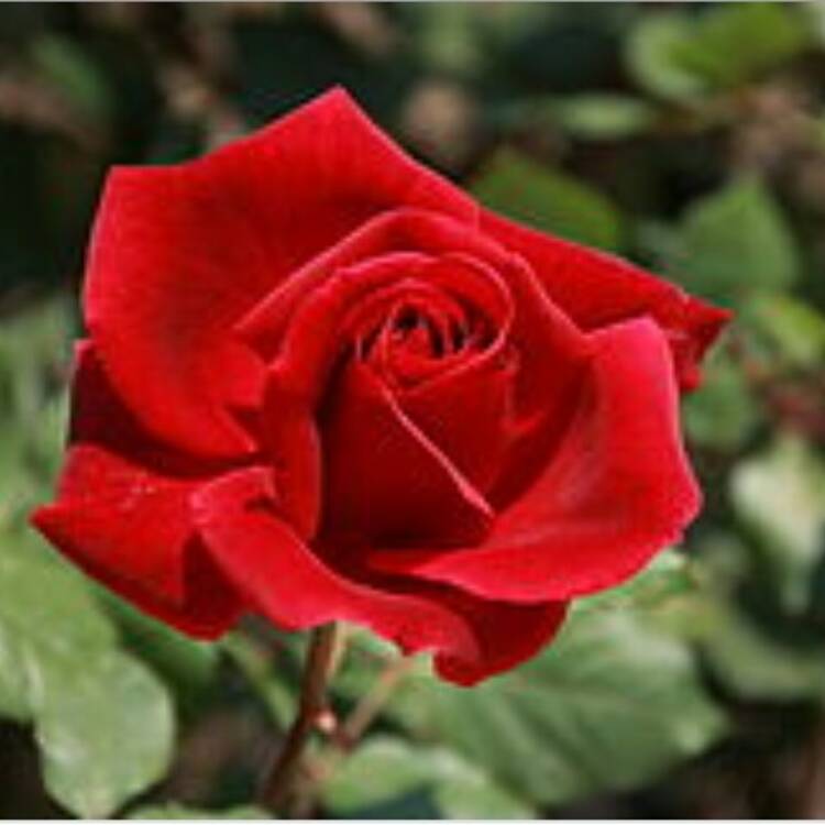Foto de perfil de Elia Rosa
