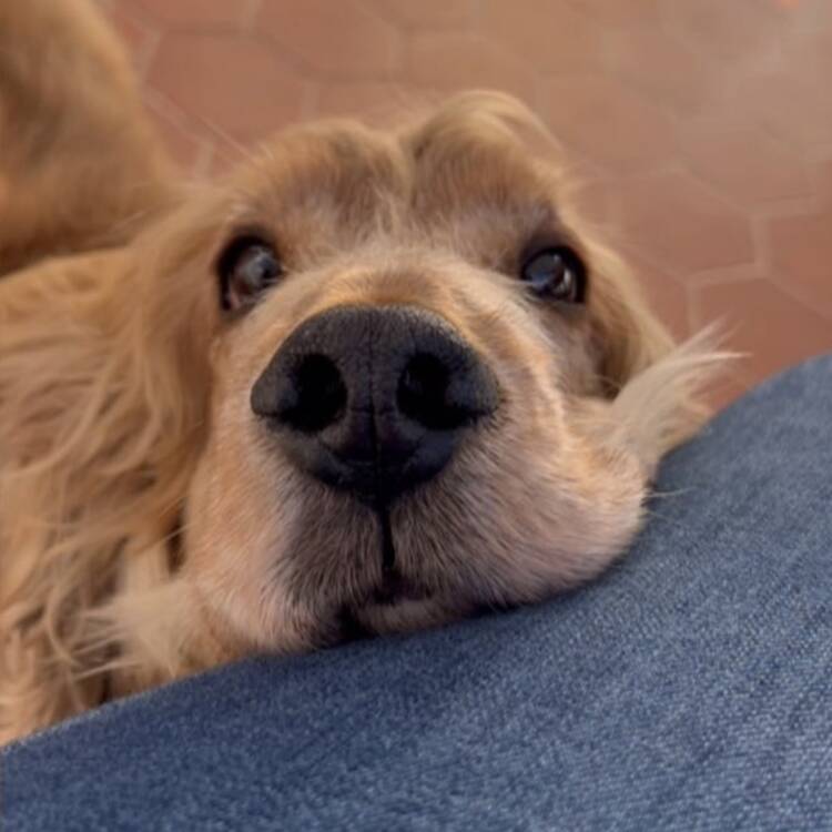 Foto de perfil