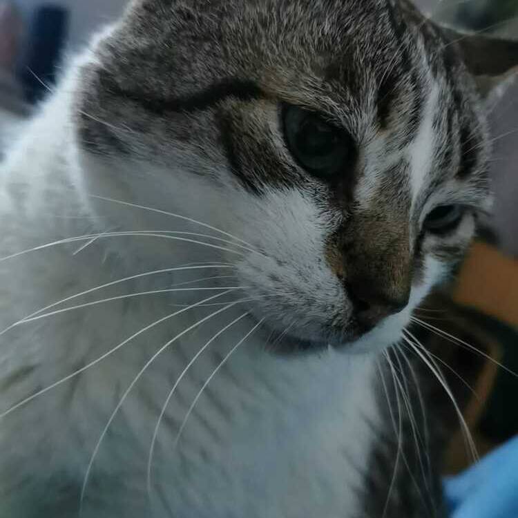 Foto de perfil de Lola